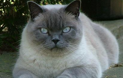 东奇尼猫有哪些形态特征？一般都分布在哪里呢？