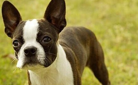 波士顿梗犬有哪些生活习性呢？性格特点是怎样的？