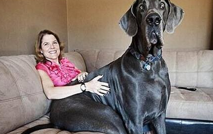 大丹犬有哪些形态特征？需要如何养护呢？