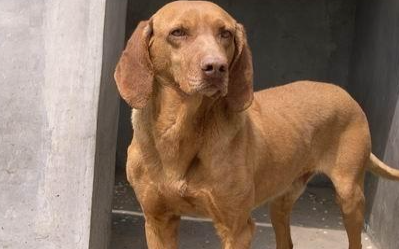 寻血猎犬有哪些形态特征？需要如何养护呢？