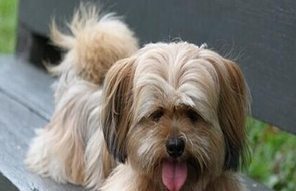 拉萨犬有哪些生活习性呢？性格特点是怎样的？