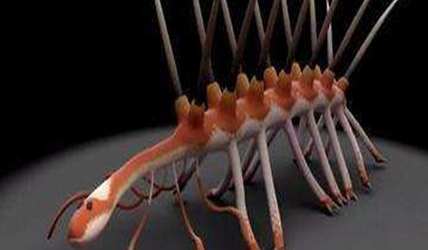 在自然界的生物中，目前关于怪诞虫有怎样的新发现？