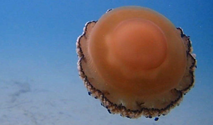 在自然界的生物中，煎蛋水母有哪些特点与繁殖方式？