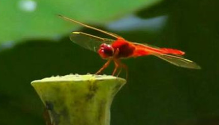 在自然界的生物中，蜻蜓若虫有着怎样的食用价值？