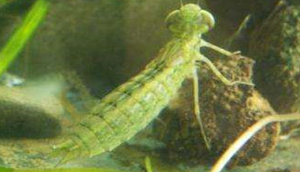 在自然界的生物中，水虿有怎样的生活习性与形态特征？