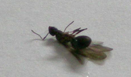 在自然界的生物中，玉米毛蚁有怎样的生活习性与特点？