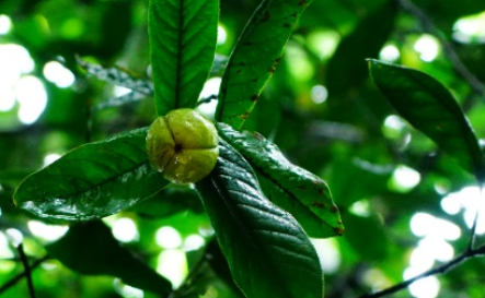 长叶越南油茶长什么样子？有哪些形态特征呢？