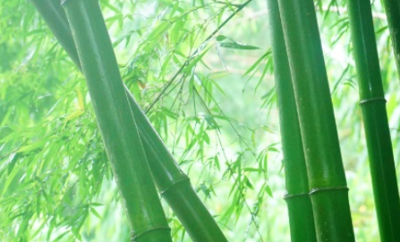 油竹属于什么品种？有哪些生长习性呢？