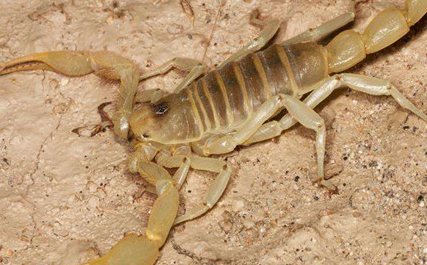 在自然界的生物中，东亚钳蝎的毒性究竟有多大？