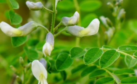 白刺花长什么样子？都有哪些形态特征呢？