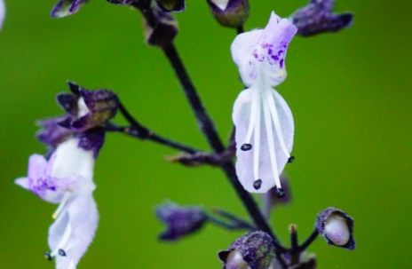 蓝萼毛叶香茶菜的生长习性是什么？有哪些药用价值？