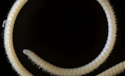 在自然界中，还有哪些未知的生物等着我们去探索？