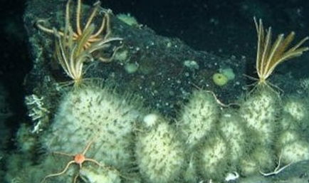 经过科学家们的探索，南极洲有着哪10大神秘生物？