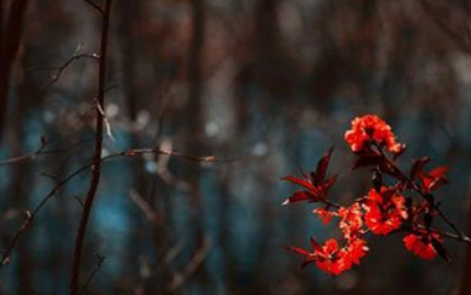 《摊破浣溪沙·手卷真珠上玉钩》是哪位诗人的作品？这首词的原意是什么？