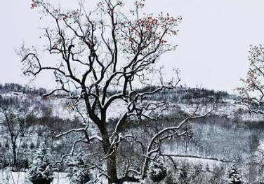 杨万里《雪后晚晴四山皆青惟东山全白赋最爱东山晴后雪二绝句》原文、注释译文及赏析