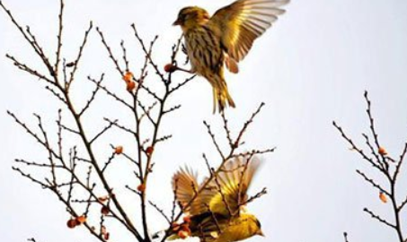 《野田黄雀行》的写作背景是什么？该如何理解呢？
