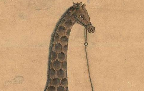 郑和下西洋耗资巨大，他都带了些什么回来？
