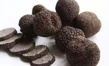 松露是一种蕈类的总称，它在世界上为何如此珍贵？