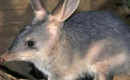 小兔形袋狸分布在哪个地区？它有怎样的生活习性与特征？