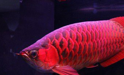 自然探索：世界最贵的鱼是什么鱼？