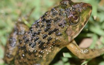 在自然界的生物中，虎纹蛙喜欢栖息在什么样的环境中？