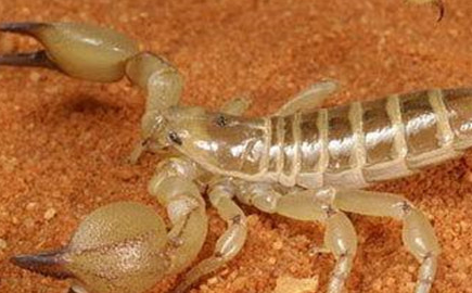 在自然界的生物中，中东金蝎有着怎样的生活习性与特征？
