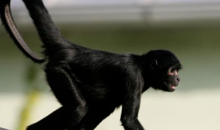 在自然界的生物中，棕头蜘蛛猴有怎样的生活习性与特征？