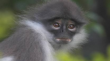 在自然界的生物中，菲氏叶猴有怎样的分布与习性？