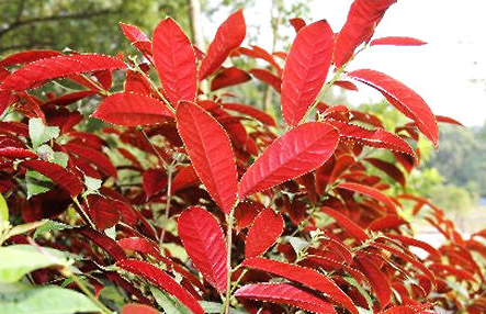 红背桂花花语图片