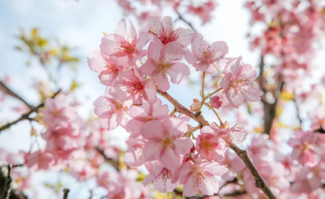 晏几道很伤感的一首词：《点绛唇·花信来时》