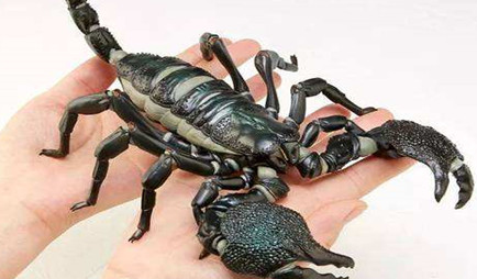 在自然界的生物中，人们饲养帝王蝎需要注意哪些事项？