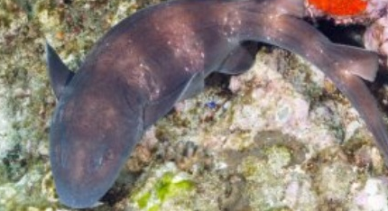 在自然界的生物中，瓦氏长须鲨为何只能作为观赏鱼饲养？