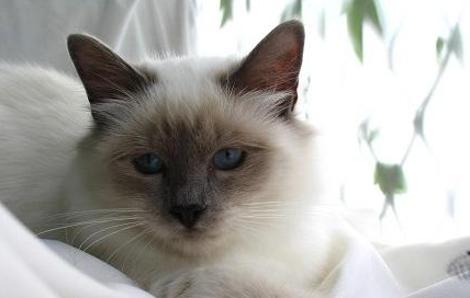 伯曼猫属于什么品种？都有哪些喂食的要点呢？