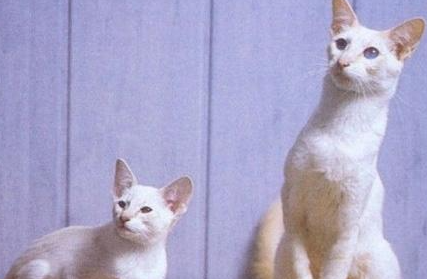 巴厘猫有哪些形态特征？一般都分布在哪里呢？