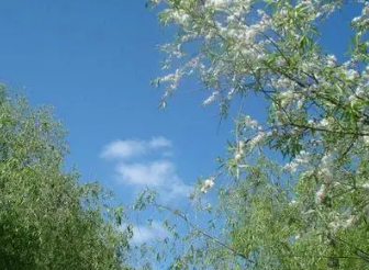 杨巨源所作的《杨花落》，表现出诗人明朗愉悦之情