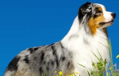 澳大利亚牧羊犬属于什么品种？喂养时需要注意什么？