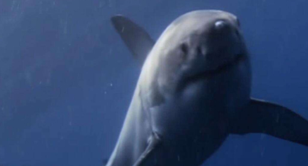 在自然界的生物中，鲨鱼为什么要一起攻击一头鲸鱼？