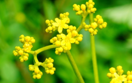 黄花龙牙长什么样子？都有哪些形态特征呢？
