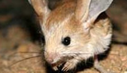 在自然界的生物中，有哪十大生物进化的奇奇怪怪的？
