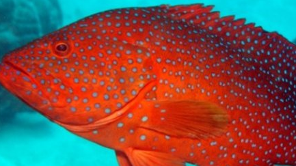 在自然界的生物中，动物们之间究竟是如何交流的？