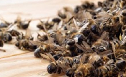 经过科学家们的探索，蜜蜂究竟是如何互相交流的？