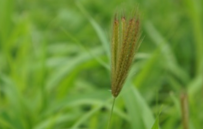 虎尾草属于什么品种？又有哪些生长的习性呢？