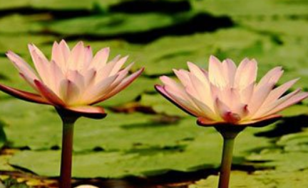 《采莲子·菡萏香莲十顷陂》的作者是谁？这首诗词的原意是什么？