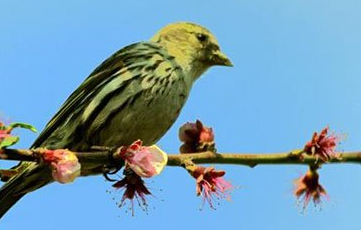 曹植《野田黄雀行》的原文是什么？该如何赏析呢？