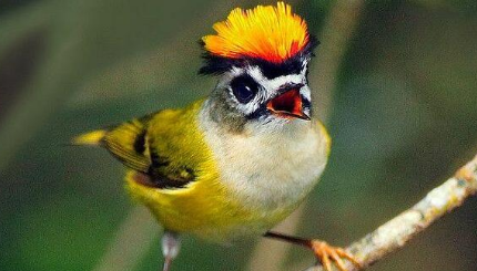 戴菊雄性头顶是橙黄色的羽冠而雌性则是柠檬黄