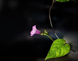 历史上有哪些描写牵牛花的诗作？诗人眼中的牵牛花是怎样的？