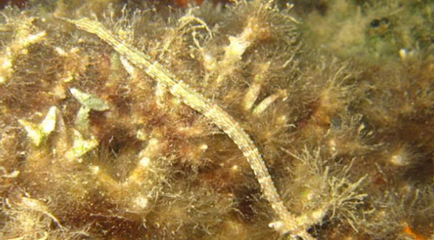 在自然界的生物中，如何对带纹矛吻海龙进行人工饲养？
