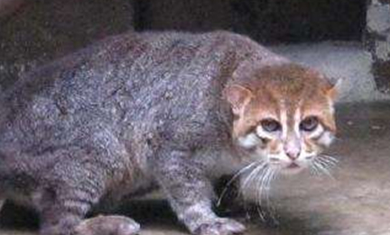 在自然界的生物中，扁头豹猫有怎样的生活习性与特征？