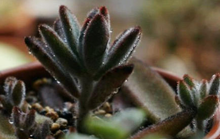 黑兔耳属于什么品种的植物？又该如何栽培呢？