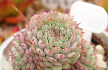 小红衣属于什么品种的植物？又该如何栽培呢？